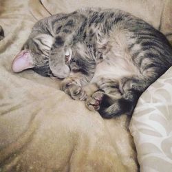 High angle view of cat sleeping