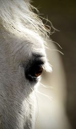 Close-up of a horse eye