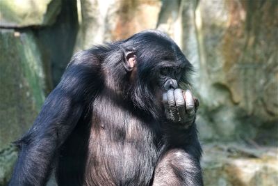 Chimpanzee at zoo