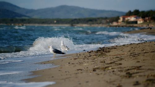 View of seagulls on beach