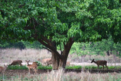 Deer standing in a forest