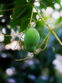 Close-up of apple growing on tree