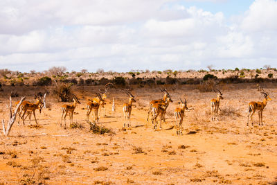 Gazelles on field at tsavo east national park