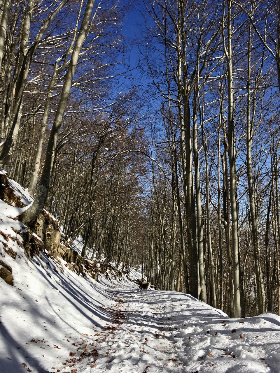 winter, tree, snow, plant, cold temperature, nature, land, tranquility, beauty in nature, forest, scenics - nature, tranquil scene, no people, wilderness, non-urban scene, day, bare tree, environment, natural environment, sky, sunlight, landscape, tree trunk, trunk, woodland, covering, outdoors, growth, branch, frozen, idyllic, white, remote, frost, deep snow, freezing