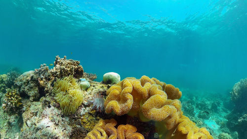 View of coral swimming in sea