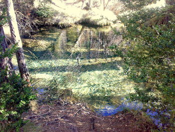 Plants growing in pond