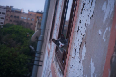 Cat relaxing on a window of a building