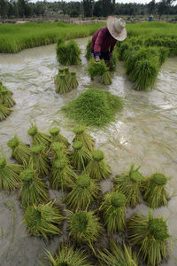 View of a farmer at work