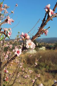 Close-up of pink flowers on branch