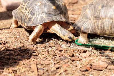 Close-up of tortoise on field