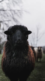 Portrait of black dog on field