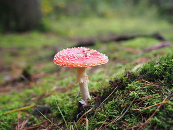 Close-up of mushroom growing on field