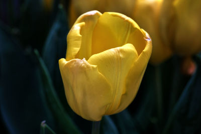 Close-up of yellow tulip