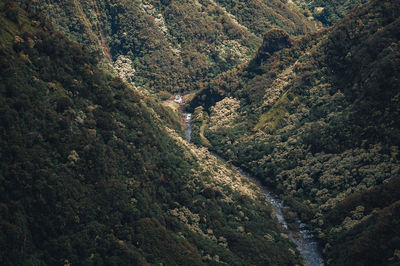 Helicopter view of trees and river in forest