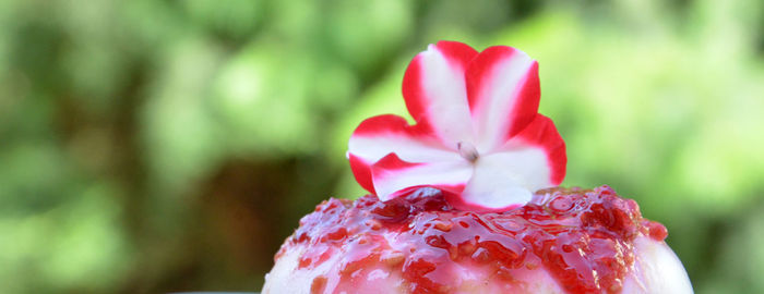 Close-up of pink flower