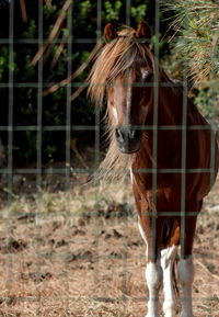 Close-up of horse standing on field