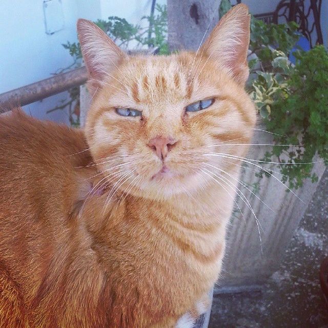 domestic cat, mammal, one animal, animal themes, cat, feline, domestic animals, pets, whisker, brown, close-up, looking away, animal head, portrait, outdoors, day, no people, alertness, sitting