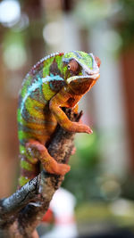 Close-up of a lizard on a tree