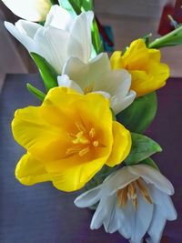 Close-up of yellow daffodil blooming outdoors