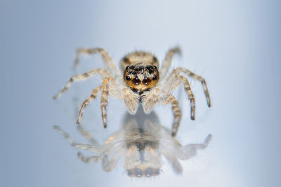 Close-up of spider on glass