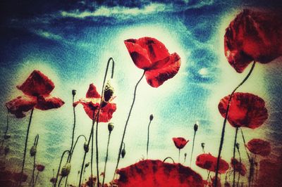 Close-up of red flowers