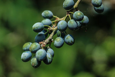 Close-up of berries growing on plant