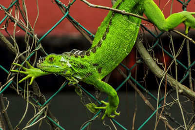 Close-up of a lizard on a plant