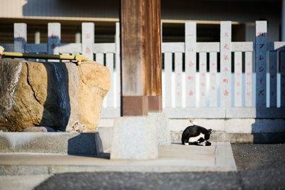 Black and white cat sitting beside a wooden pillar of a temple