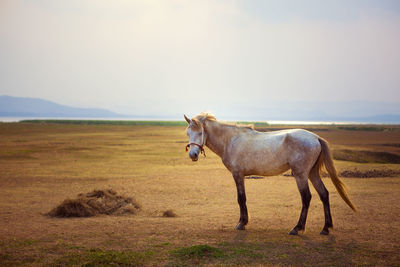 White horse on beautiful farm field