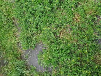 High angle view of plants