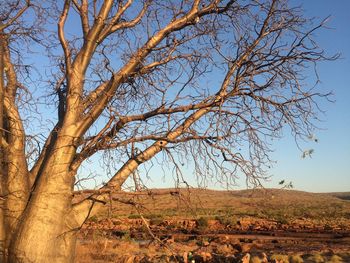 Bare tree on field against clear sky