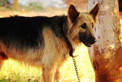 Close-up of dog looking away