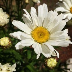 Close-up of white daisy blooming outdoors