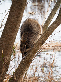 Low angle view of squirrel on tree