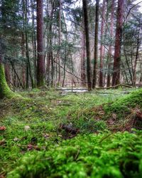 Trees growing in forest