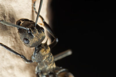 Close-up of insect on metal