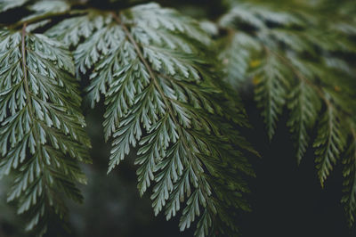 Close-up of pine tree