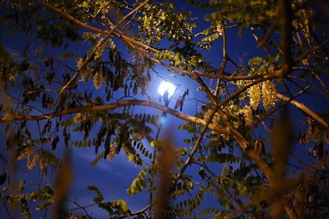 tree, sun, low angle view, branch, growth, tranquility, beauty in nature, nature, sunlight, sunbeam, sky, scenics, tranquil scene, lens flare, clear sky, leaf, blue, tree trunk, outdoors, no people