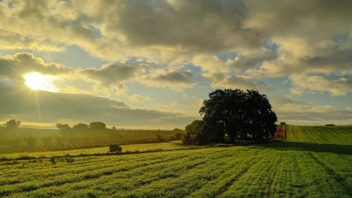 Scenic view of field against sky during sunset