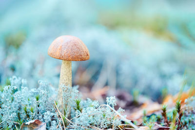 Close-up of mushroom growing on field