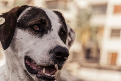 Close-up of dog