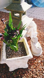 Close-up of plants