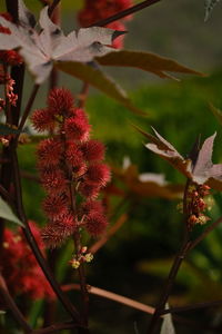 Close-up of red flowering plant