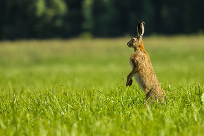 Hare rearing up on grassy field