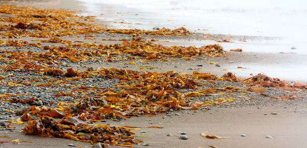 Close-up of sea shore at beach against sky