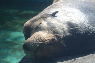 Close-up of sea lion