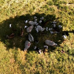 Birds on grassy field