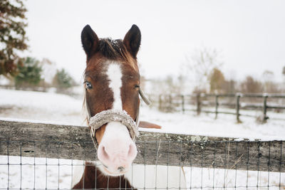 Portrait of horse in ranch