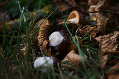 Close-up of mushroom growing on field