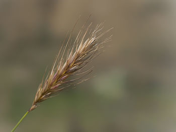 Close-up of wheat growing on field